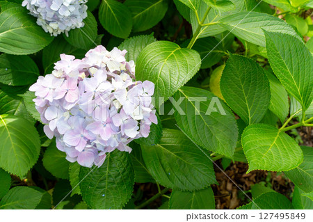 Close-up photo taken with hydrangea flower buds of hydrangea with many blue decorative flowers Close-up photo taken with hydrangea flower buds of hydrangea with many blue decorative flowers 127495849