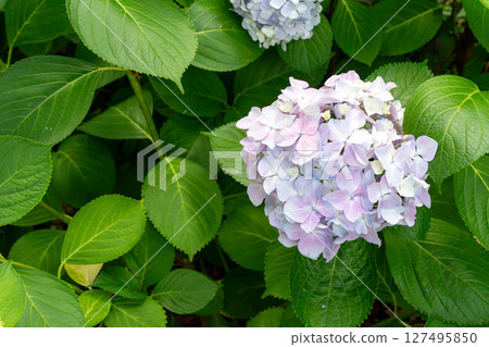 Hydrangea ball-shaped flowers with many blue decorative flowers, balls, summer image material 127495850