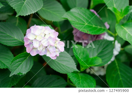 藍色繡球花 127495900