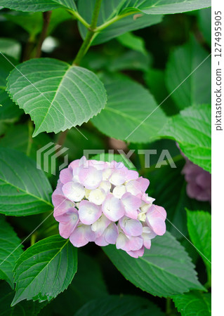 Hydrangea wet in the rain Hydrangea wet in the rain 127495905
