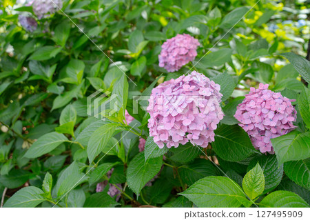 Blue hydrangea Blue hydrangea 127495909