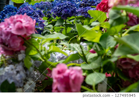 Colorful hydrangea Colorful hydrangea 127495945