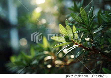Green leaves on branch with soft sunlight and blurred bokeh background 127496552