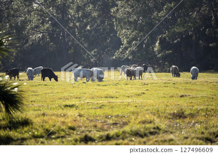 Milk cows grazing on green farm pasture on summer day. Feeding of cattle on farmland grassland Milk cows grazing on green farm pasture on summer day. Feeding of cattle on farmland grassland 127496609