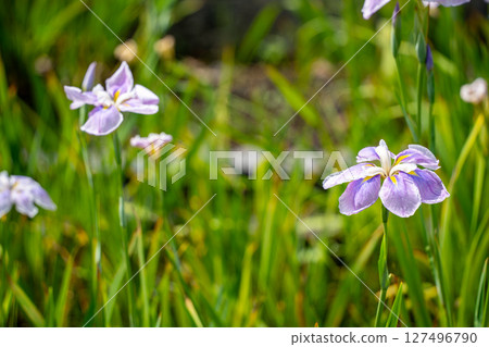 Purple irises bathed in the spring sunlight Purple irises bathed in the spring sunlight 127496790
