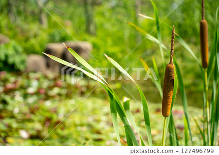 Spring horsetail is healthy 127496799