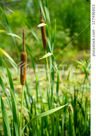 Tsukuri Shinkbo 127496803