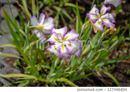 Purple-flowered iris 127496804