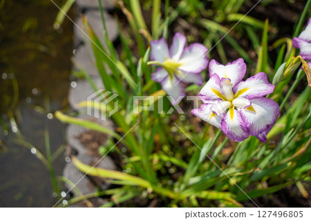 The irises blooming at the water's edge 127496805