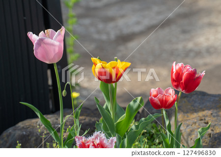 花園裡盛開的春天鬱金香 127496830
