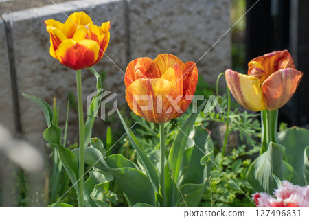 春天入口處盛開的鬱金香 127496831