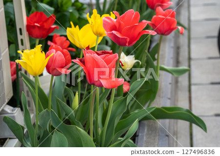Gorgeous tulips blooming at the entrance Gorgeous tulips blooming at the entrance 127496836