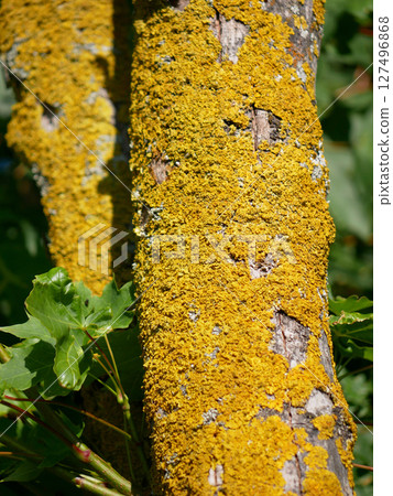 Xanthoria parietina lichen on a tree branch close up 127496868