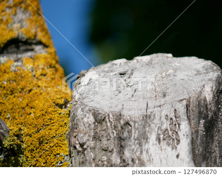 Xanthoria parietina lichen on a tree branch 127496870