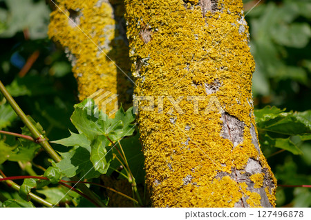 Xanthoria parietina lichen on a tree branch close up 127496878