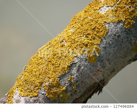 Xanthoria parietina lichen on a tree branch close up 127496884