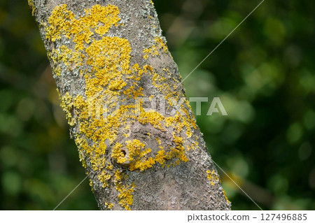 Xanthoria parietina lichen on a tree branch close up Xanthoria parietina lichen on a tree branch close up 127496885