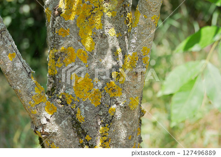 Xanthoria parietina lichen on a tree trunk 127496889