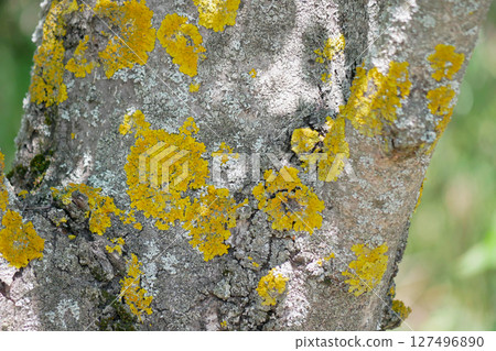 Xanthoria parietina lichen on a tree trunk 127496890