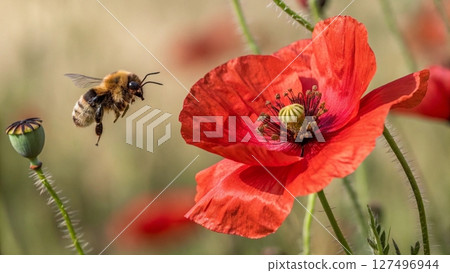 bee on a flower bee on a flower 127496944