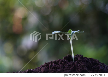 Growing plant with water droplets Growing plant with water droplets 127497011