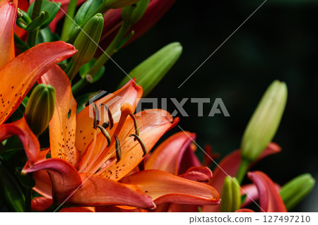 Orange Lily 02 Orange Lily 02 127497210