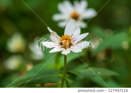 White zinnia flowers blooming amongst greenery 127497226