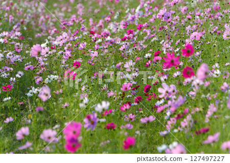 Autumn flower fields filled with colorful cosmos 127497227