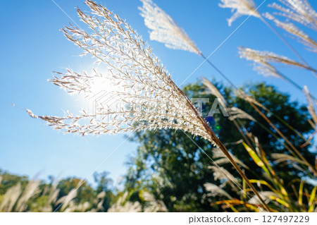 秋天的紫芒在藍天下閃閃發光 127497229