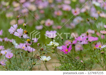Gently swaying autumn cosmos 127497235