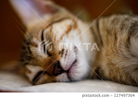 Closeup of sleeping kitten with soft fur and relaxed whiskers 127497304
