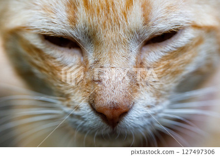 Side view of orange tabby cat showing mange symptoms on facial area 127497306