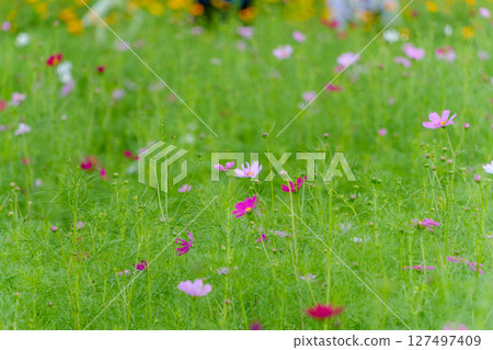 粉紅色和白色的波斯菊在綠樹間搖曳 127497409