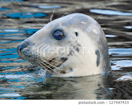 portrait of a gray seal on a blurred background portrait of a gray seal on a blurred background 127497433