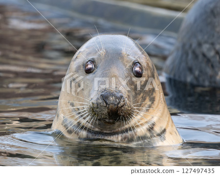 portrait of a gray seal on a blurred background 127497435