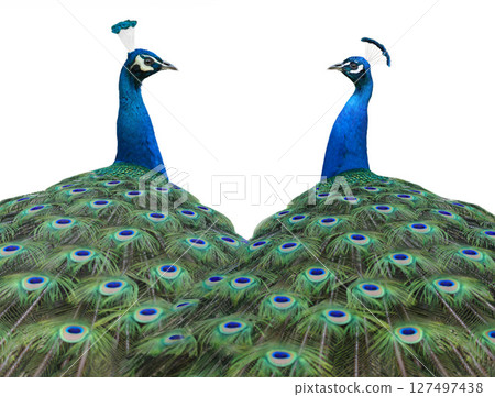 two peacock isolated on white background two peacock isolated on white background 127497438