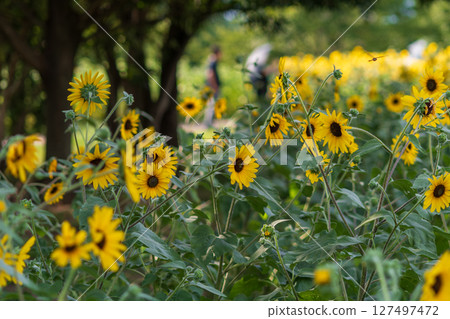 初夏陽光下盛開的向日葵 127497472