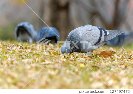 鴿子在落葉中啄食食物 鴿子在落葉中啄食食物 127497473