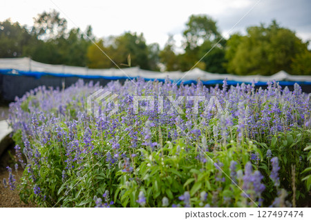 盛開著藍色鼠尾草的花壇 盛開著藍色鼠尾草的花壇 127497474