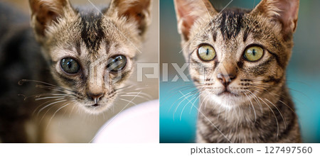 April 21 to June 19 Before and After of Abandoned Kitten Chucha, 59 Days After Being Left at Doorstep April 21 to June 19 Before and After of Abandoned Kitten Chucha, 59 Days After Being Left at Doorstep 127497560