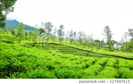 Beautiful landscape green tea plantation in the mountains Indonesia Beautiful landscape green tea plantation in the mountains Indonesia 127497615