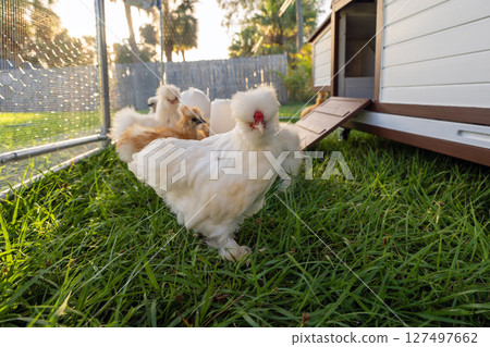 Keeping domestic chicken in free range chicken coop on home backyard. Poultry hen house with green grass in suburban garden 127497662