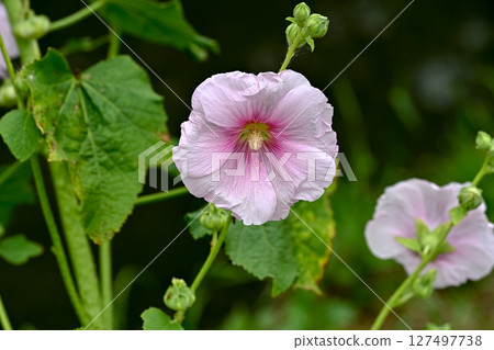 蜀葵 127497738