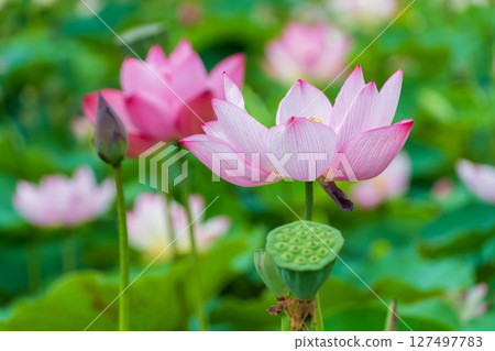 Elegantly blooming lotus flower in summer 127497783