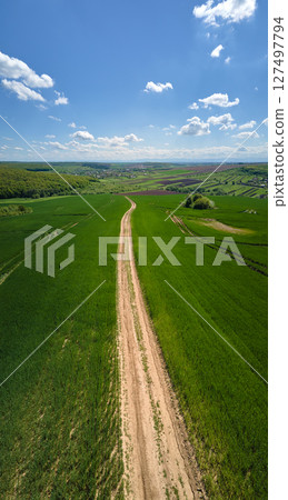 Green agricultural field with growing crops in summer season. Farming and agriculture industry 127497794