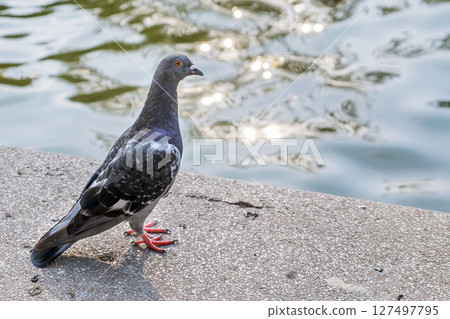 Gray dove bird outdoors in a city park. 127497795