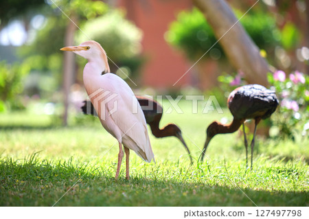 Glossy ibis wild bird, also known as Plegadis falcinellus walking on green lawn in summer 127497798