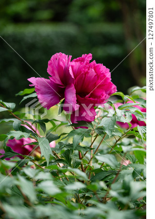 Closeup of blooming shrub of Paeonia suffruticosa with pink flowers in summer garden 127497801