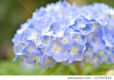 Blue hydrangea 127497858