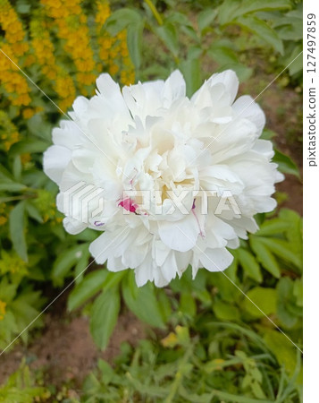 A close-up of a white peony flower with delicate petals and a hint of pink in the center, surrounded by green foliage and yellow flowers in the background. A close-up of a white peony flower with delicate petals and a hint of pink in the center, surrounded by green foliage and yellow flowers in the background. 127497859